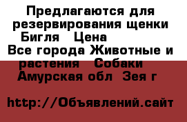 Предлагаются для резервирования щенки Бигля › Цена ­ 40 000 - Все города Животные и растения » Собаки   . Амурская обл.,Зея г.